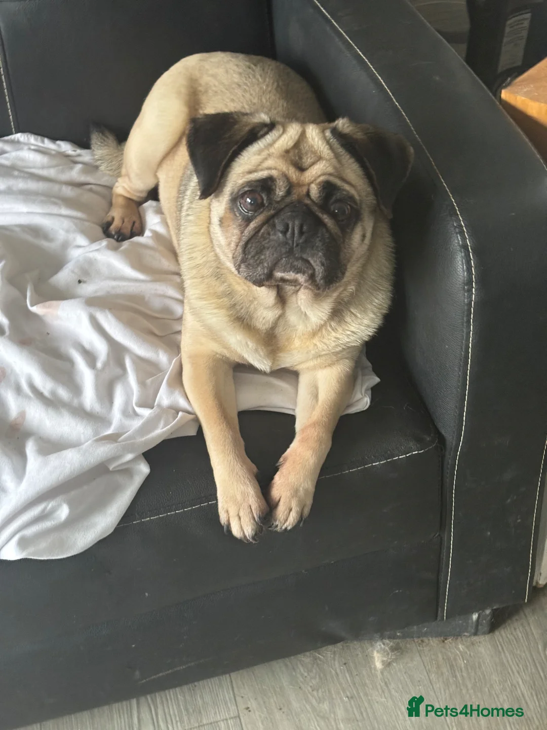 Pug dogs for sale: Pug 8 year old LUNA in Exeter - Advert 5