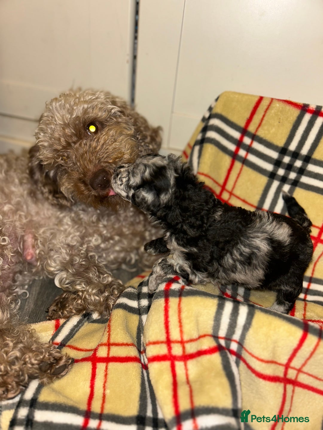 Mixed Breed dogs for sale: Fb1 bedipoo merl  - Image 7