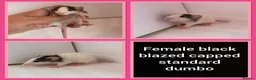 Rat rodents for sale: Adorable baby rats for sale  - Advert 19