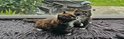 Mixed Breed cats for sale: Two fluffy kittens looking for forever loving home - Advert 9