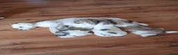 Mixed Breed dogs for sale: Maltese x Pekingese Puppies - Advert 6