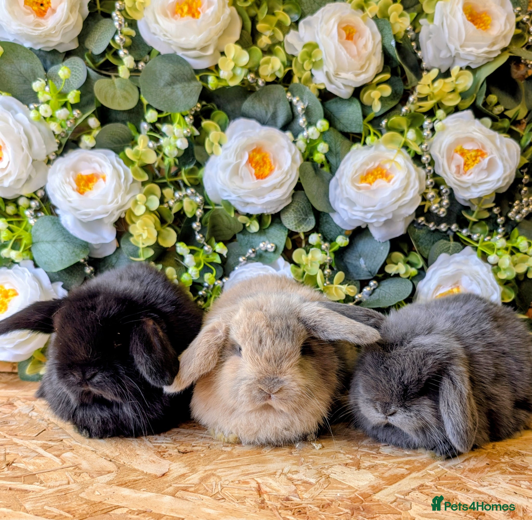 Mini Lop rabbits ❤️mini lop babies ❤️  - Advert 1