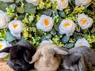Mini Lop rabbits ❤️mini lop babies ❤️ - Advert 1