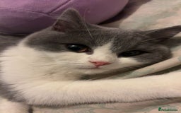 British Shorthair cats for sale: Beautiful British short hair - Image 1