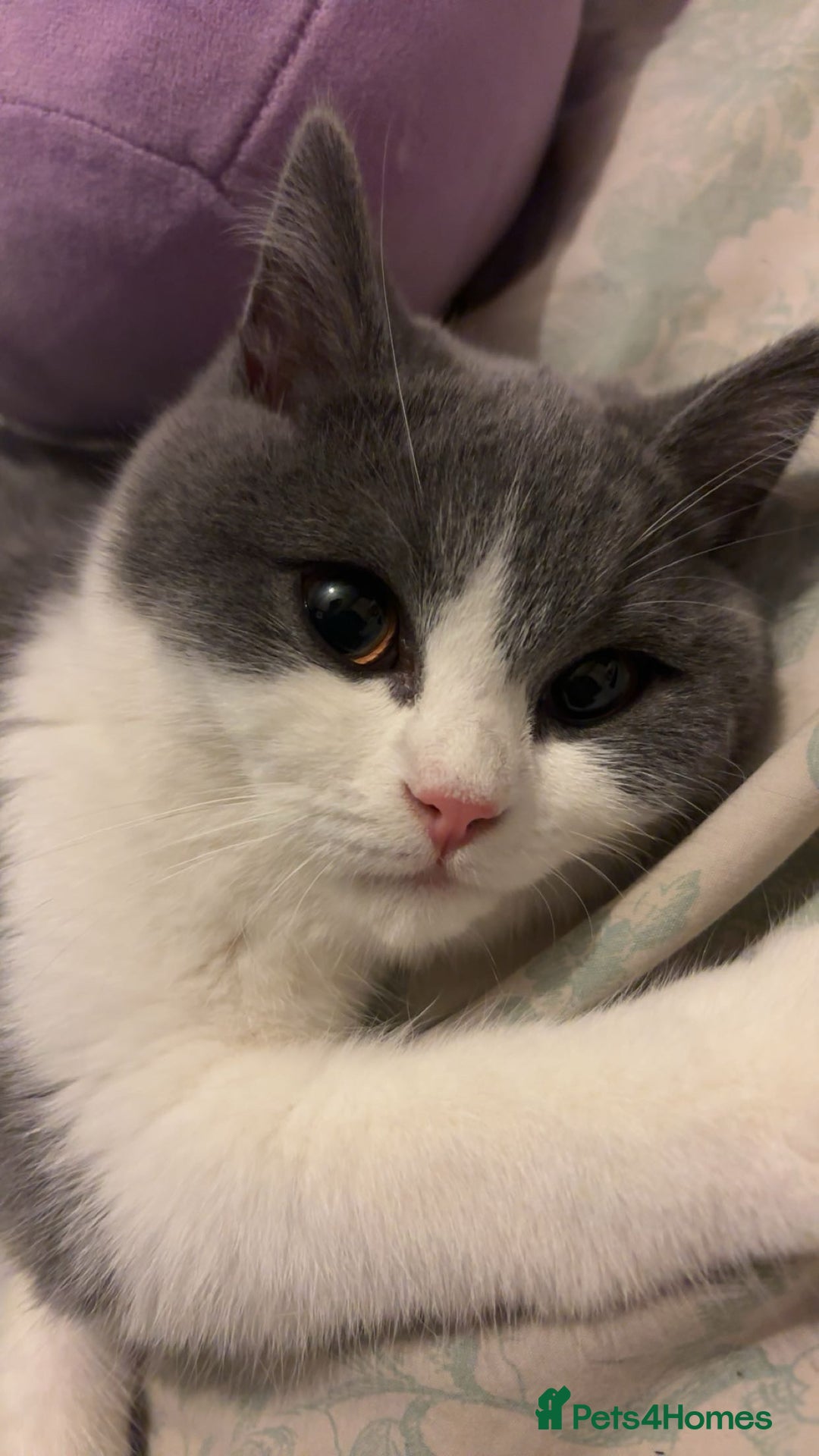 British Shorthair cats for sale: Beautiful British short hair - Image 1
