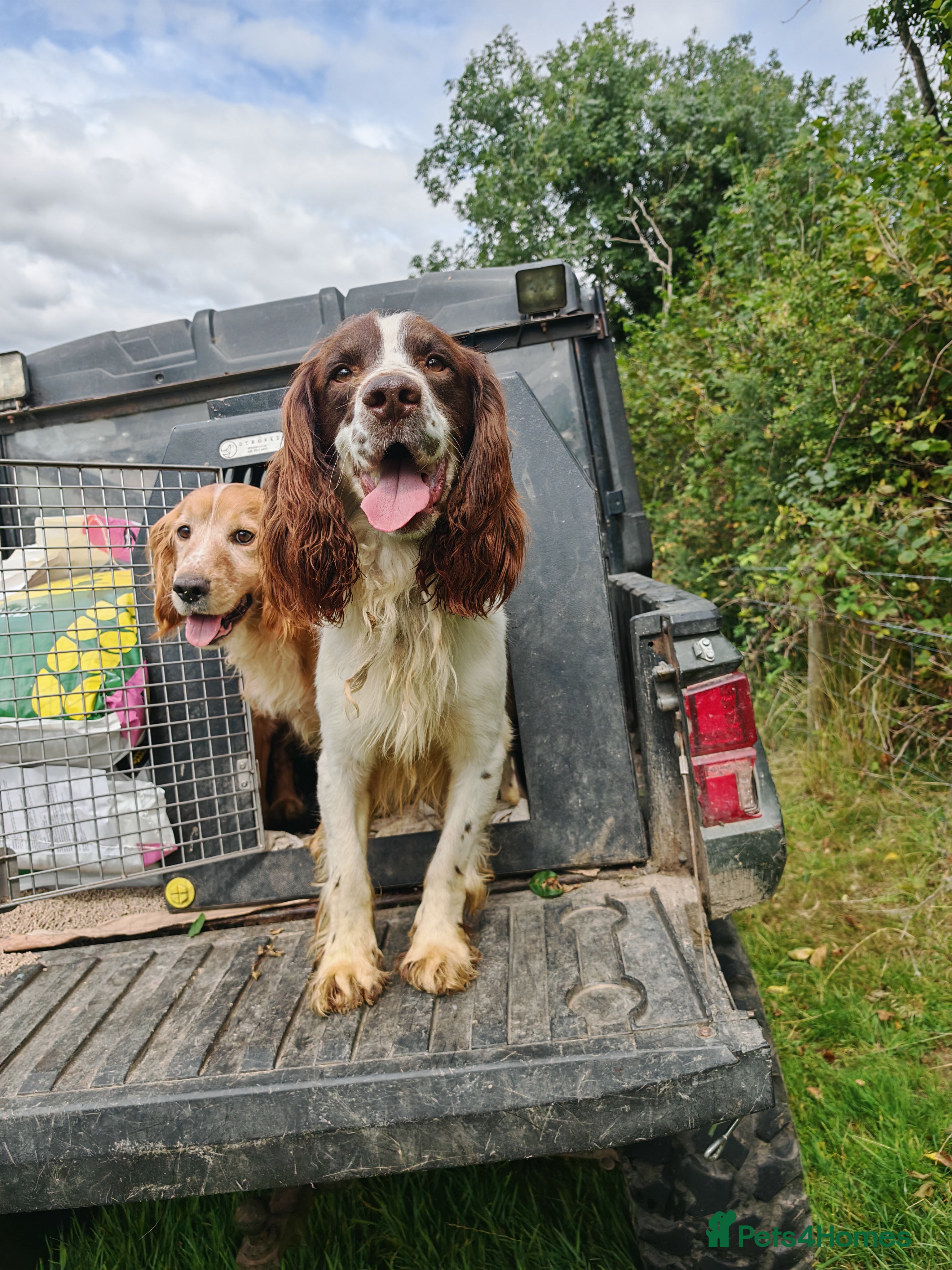 English Springer Spaniel dogs KC Reg Liver & White Springer - Advert 5