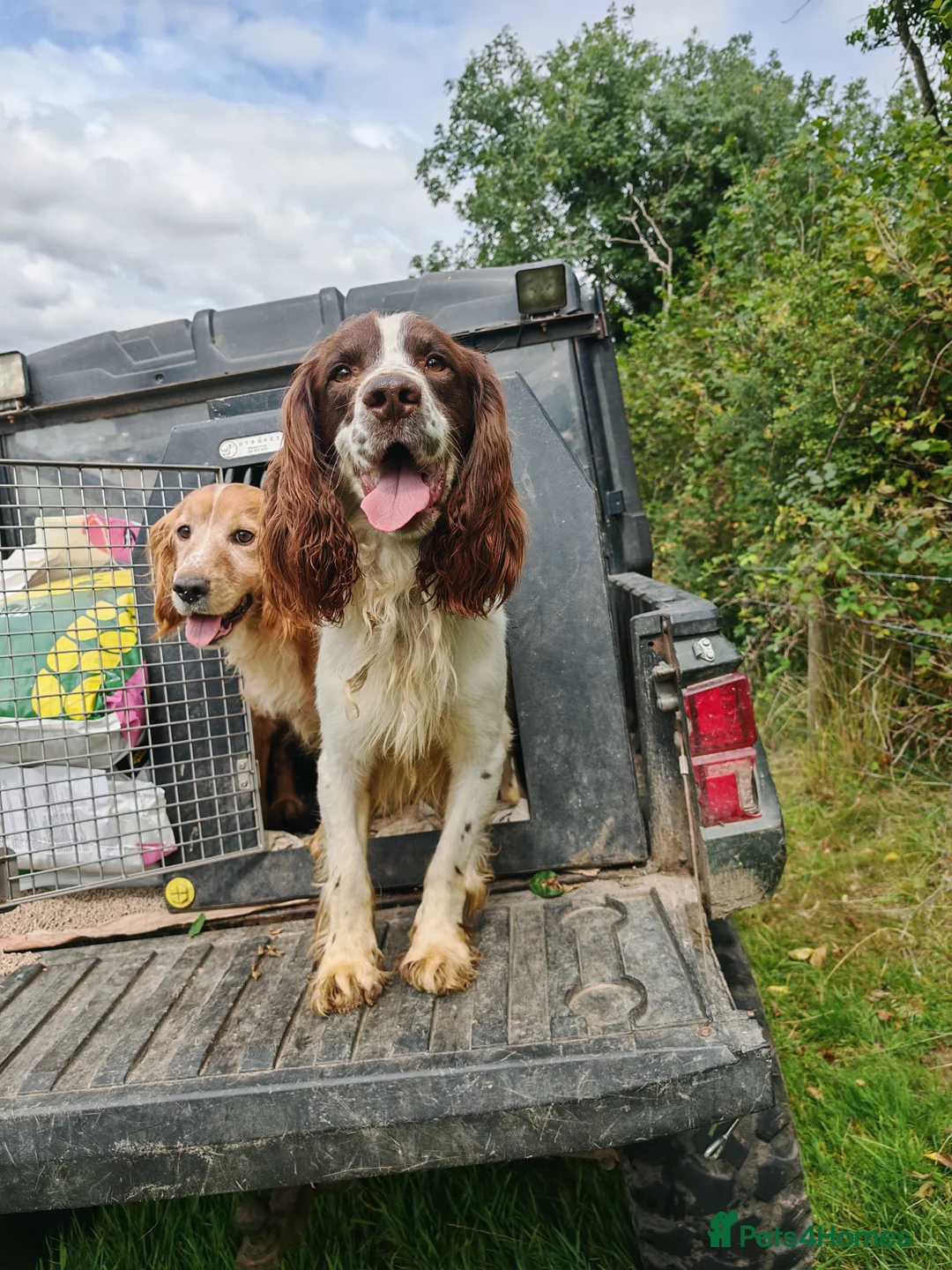 English Springer Spaniel dogs for stud: KC Reg Liver & White Springer - Advert 1