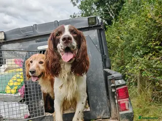 English Springer Spaniel dogs KC Reg Liver & White Springer - Advert 6