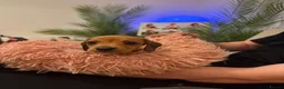 Miniature Dachshund dogs for sale: Miniature Dachshunds - Advert 18