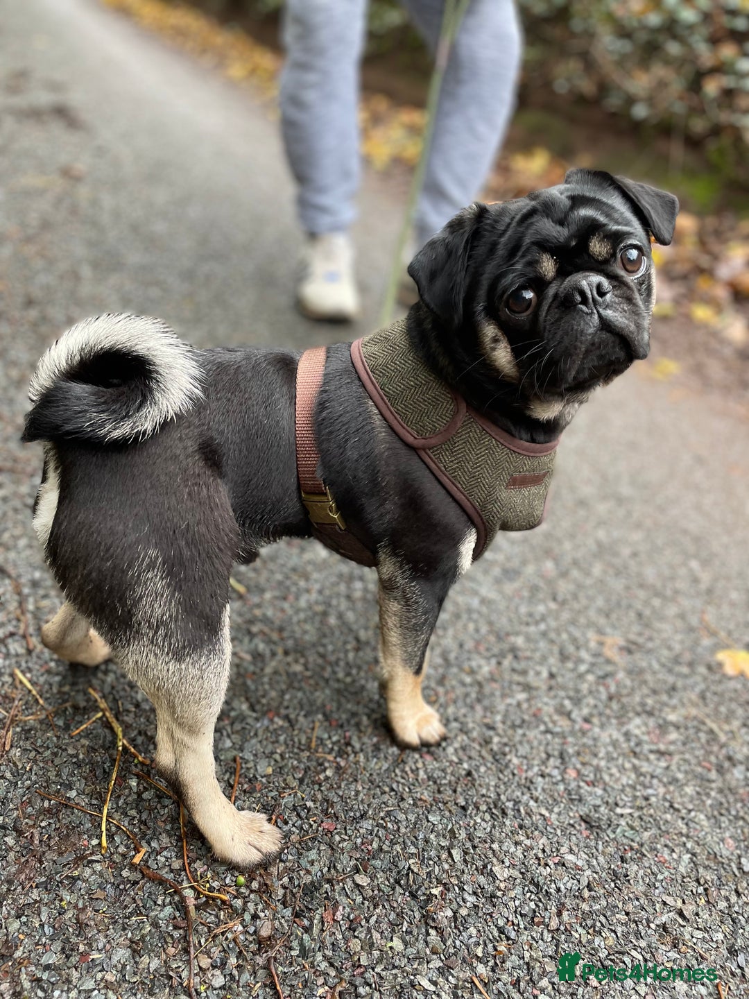 Pug dogs for stud: KC Registered Black Tan Pug 🌈 in Stourport-on-Severn - Image 8