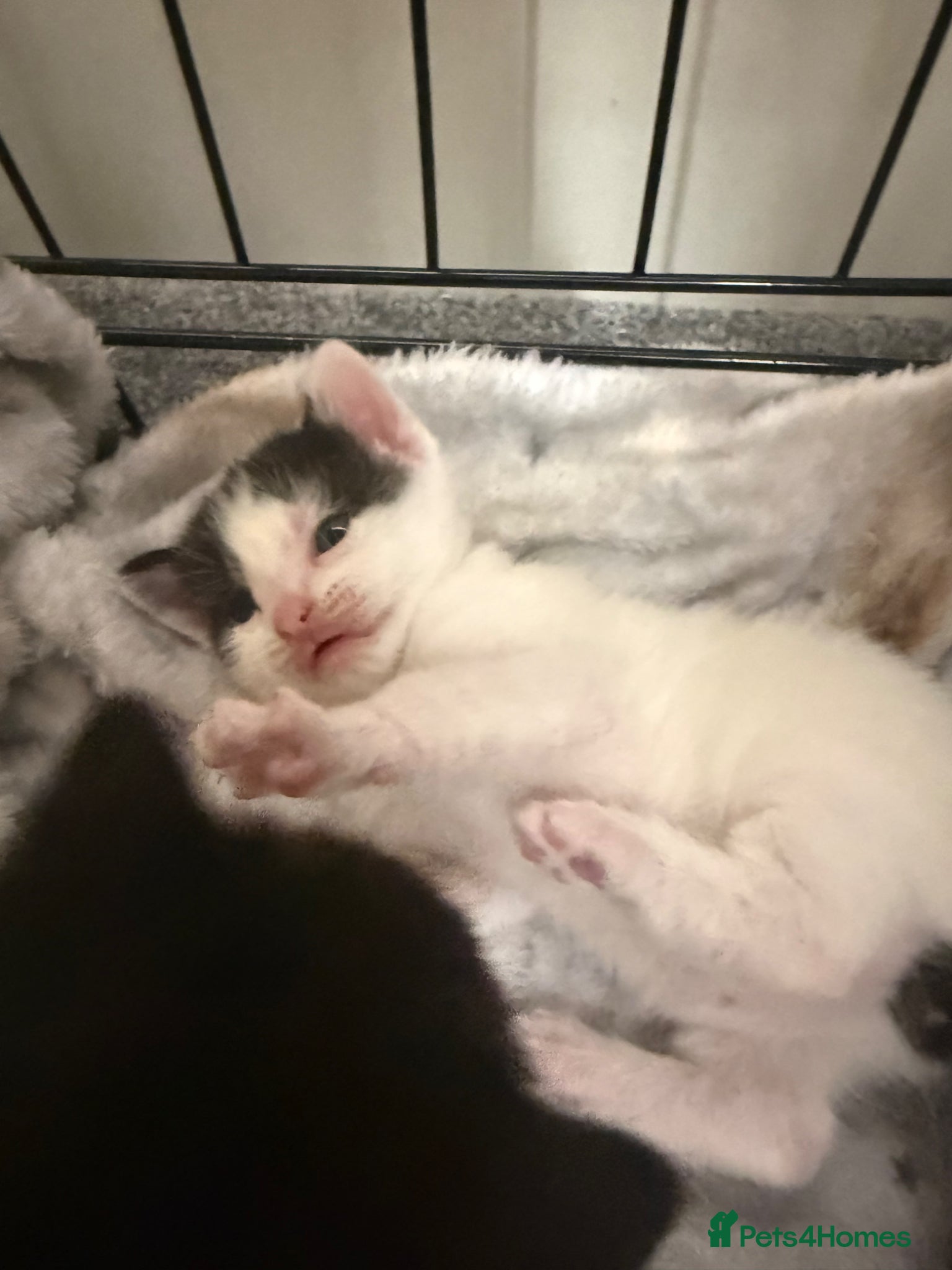 Domestic Shorthair cats 2 beautiful kittens - Advert 2
