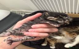 Mixed Breed cats for sale: Looking for their forever home! - Image 5