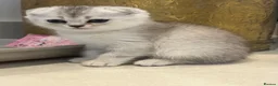 Scottish Fold cats for sale: Pure Scottish Fold  - Advert 18