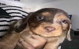 Dachshund dogs for sale: Stunning litter of Dachshund puppies  - Image 6
