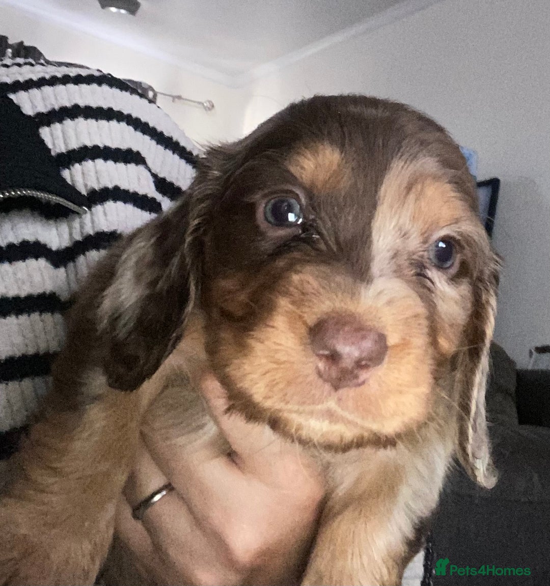 Dachshund dogs for sale: Stunning litter of Dachshund puppies  - Image 6