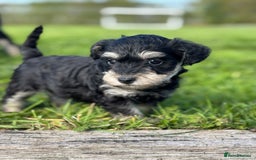 Schnoodle dogs for sale: Stunning Schnoodles, heath tested  - Image 10