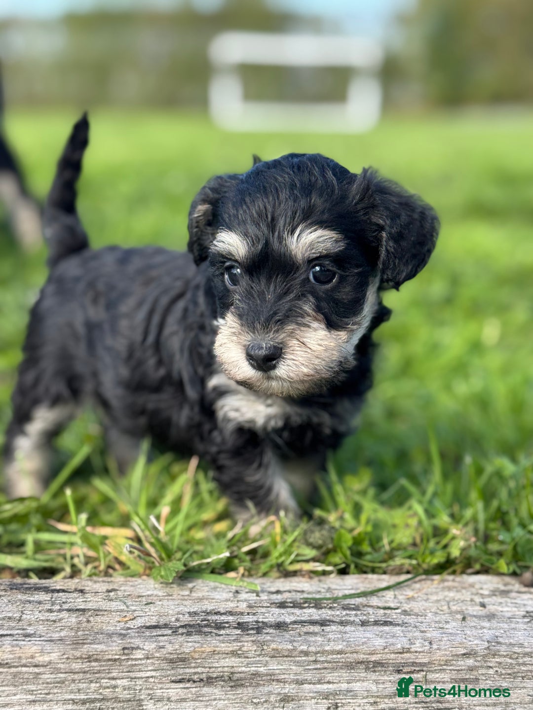 Schnoodle dogs for sale: Stunning Schnoodles, heath tested  - Image 10