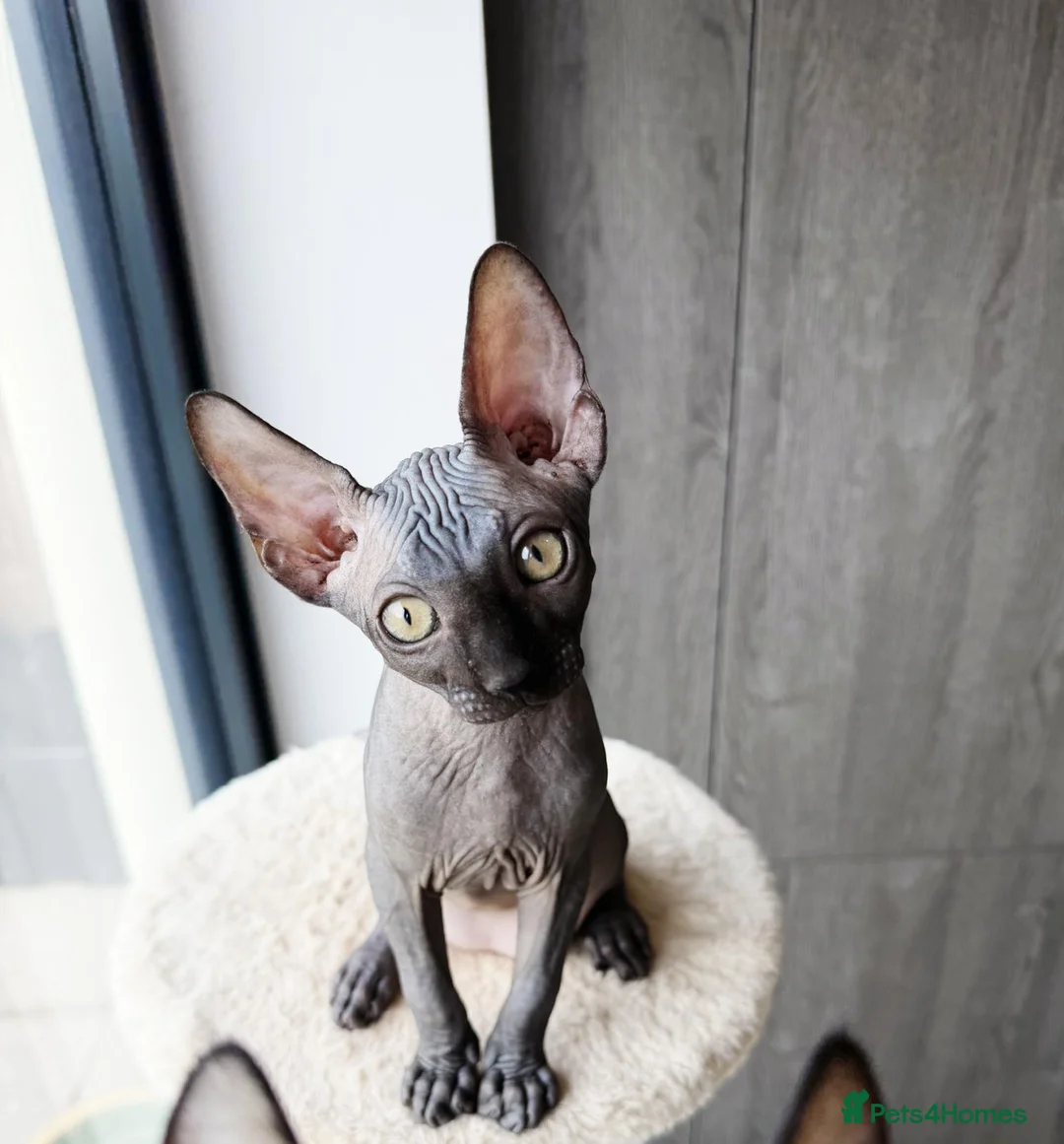 Sphynx cats for sale: Beautiful Sphynx Kittens - Advert 3