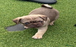 Pug dogs for sale: stunning KC Registered PUG puppies  - Image 3