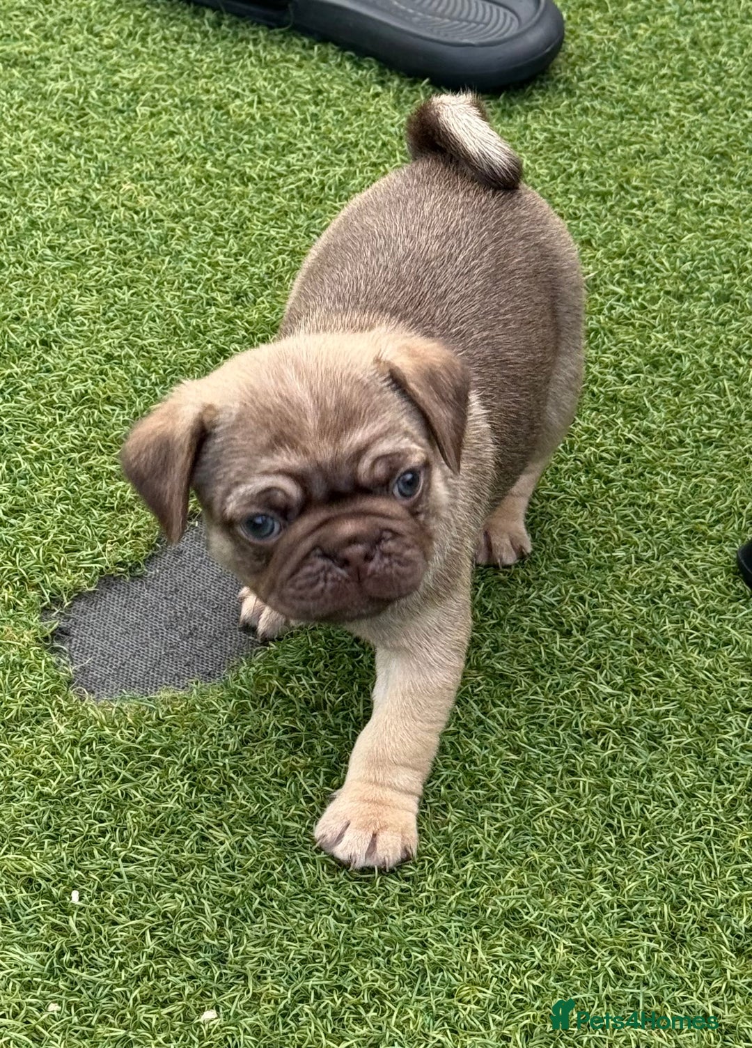 Pug dogs for sale: stunning KC Registered PUG puppies  - Image 3