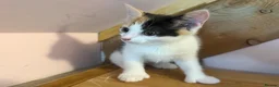 Mixed Breed cats for sale: Stunning polydactyl kittens - Advert 5