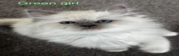 Ragdoll cats for sale: Gorgeous Ragdoll Kittens - Advert 7