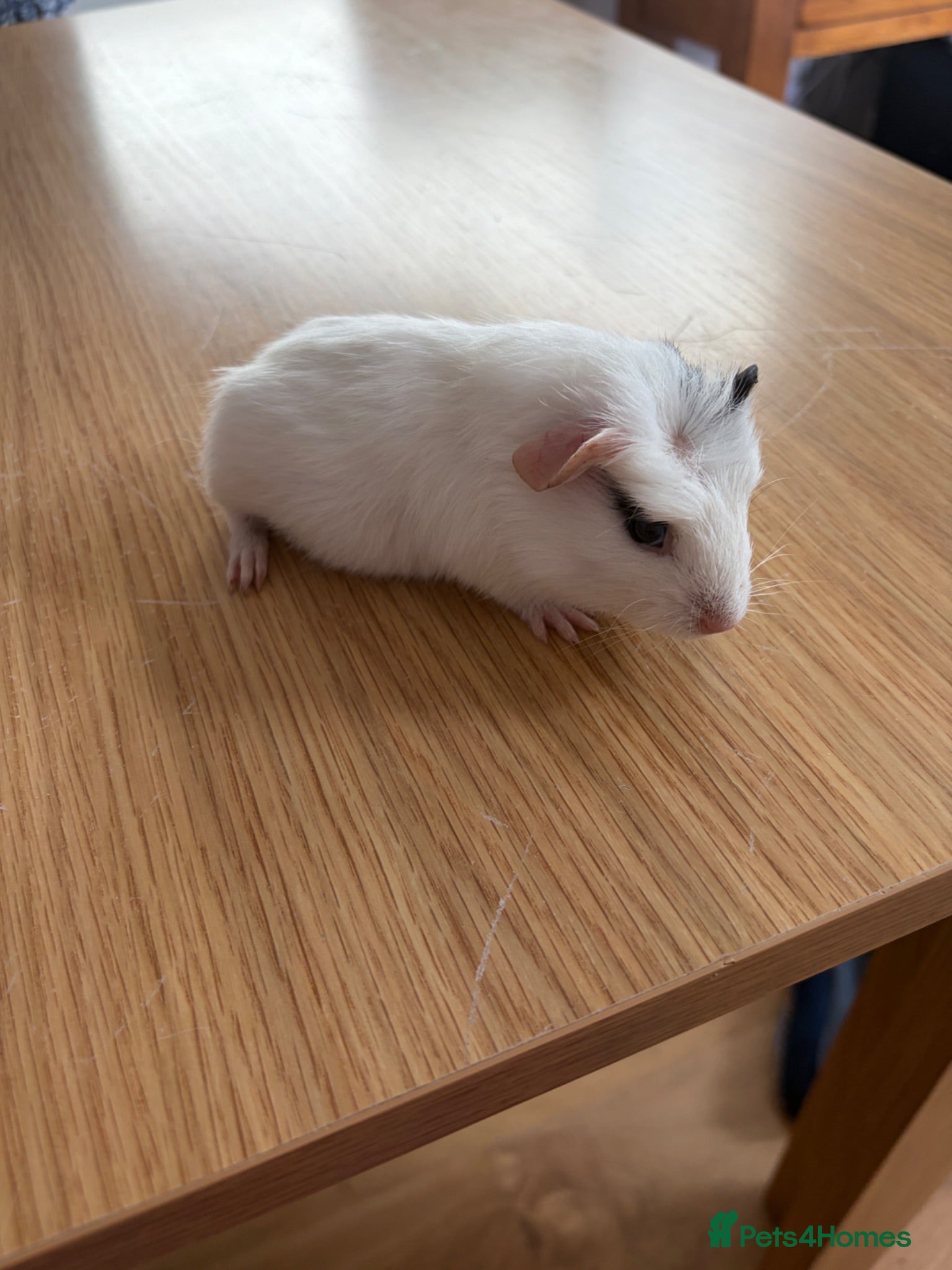 Guinea Pig rodents Male Guinea Pig with Black Left Cheek  - Advert 1