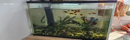 Platies fish for sale: Fish Tank / Aquarium Complete Set – Ready to Go - Advert 2