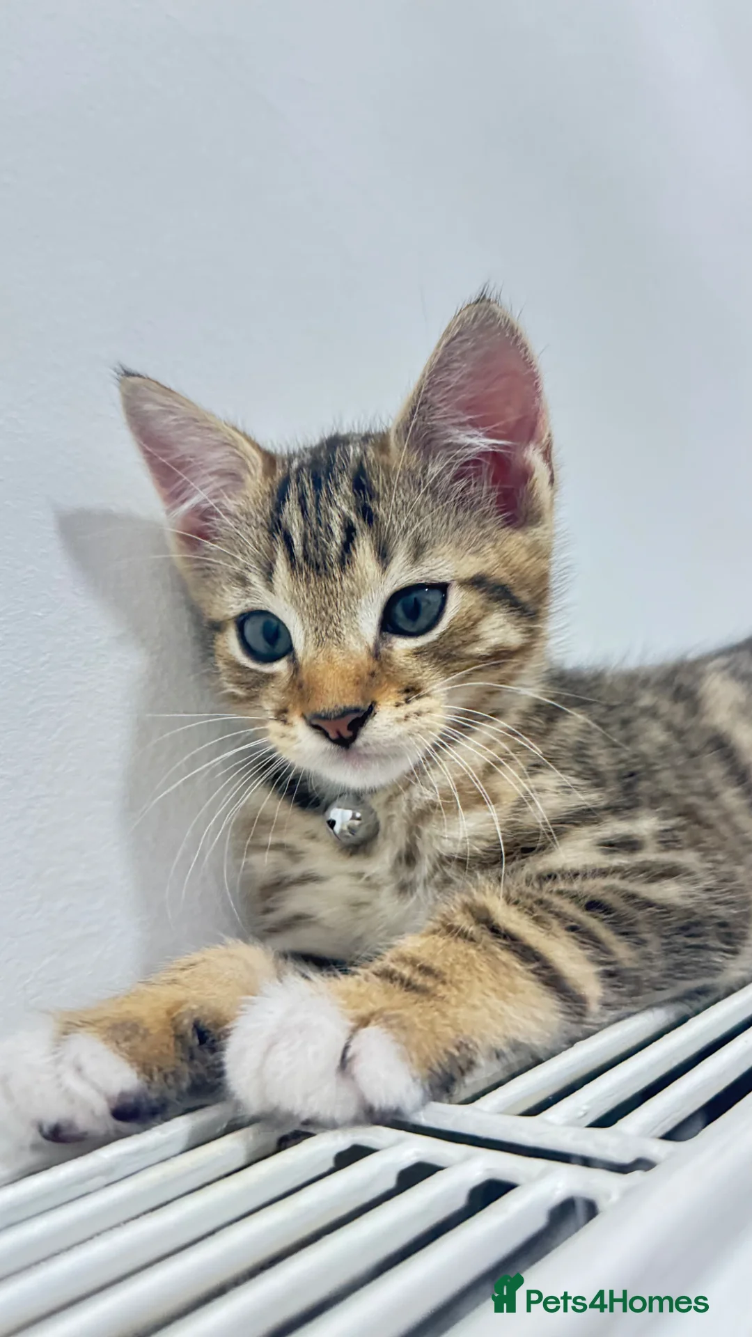 Mixed Breed cats for sale: 🐾 Adorable Male Kitten 🐾 - Advert 2