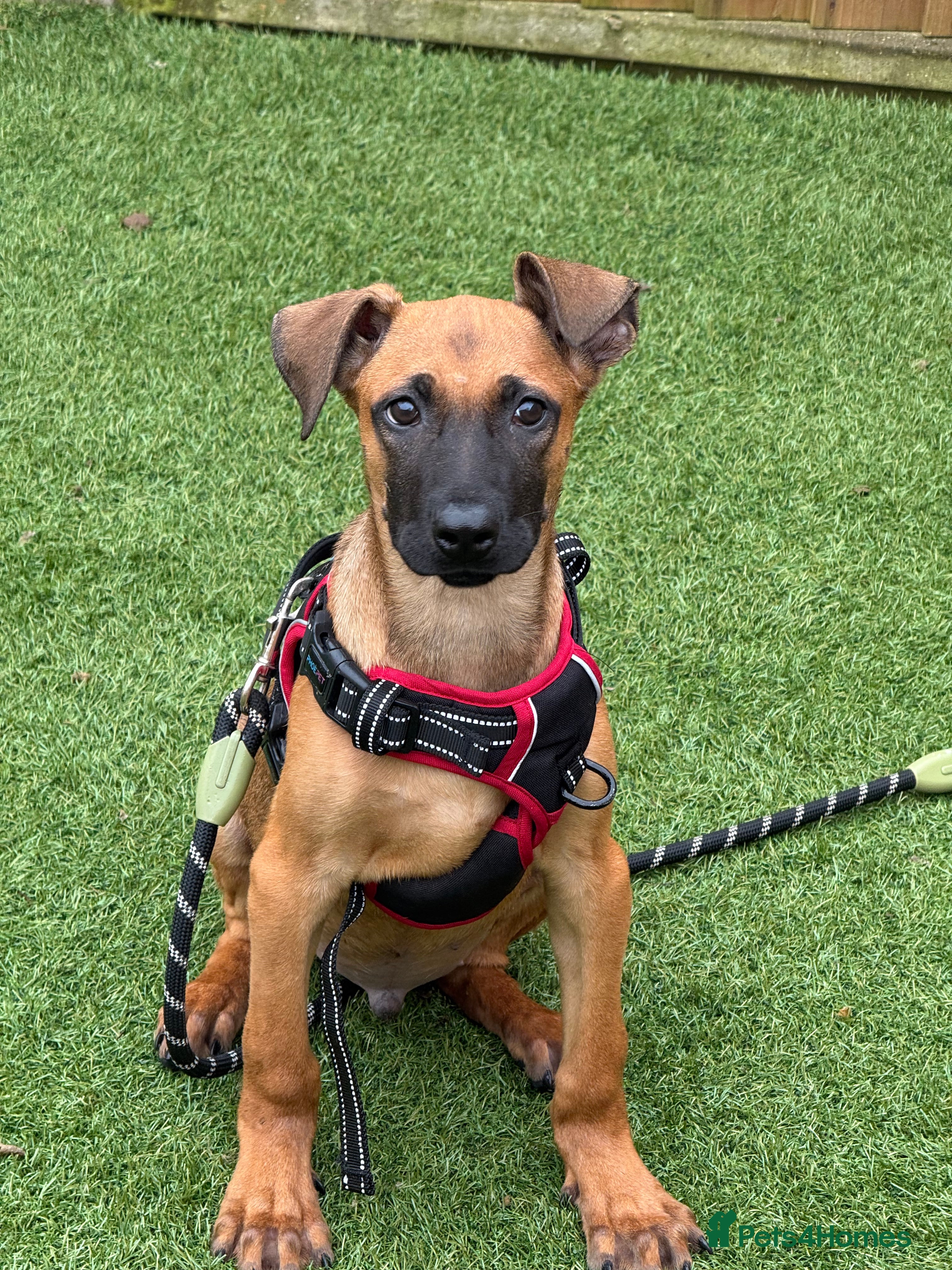 Mixed Breed dogs Beautiful Puppies–🐾 - Advert 3