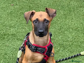 Mixed Breed dogs Beautiful Puppies–🐾 - Advert 3