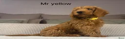Labradoodle dogs for sale: INSTAGRAM. “OAKWELL RETRIEVERS” HEALTHY HOUNDS - Advert 12