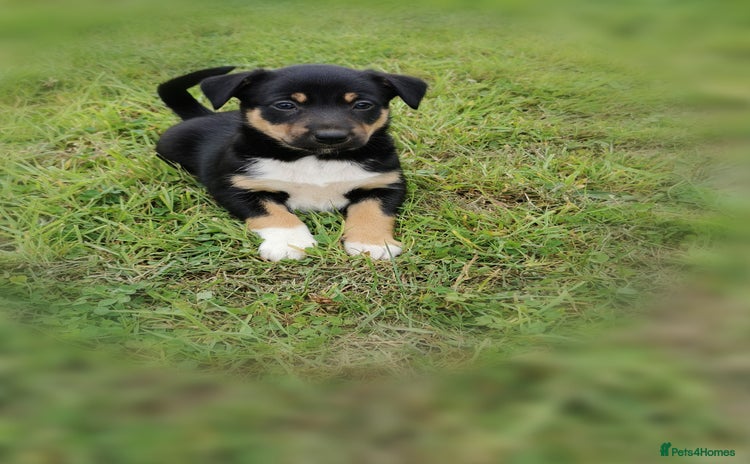 Mixed Breed dogs - Advert 2