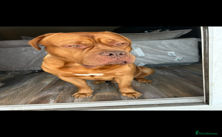 Dogue De Bordeaux dogs Kenzduo Ultra-Calm KC Registered Dogue de Bordeaux - Advert 5