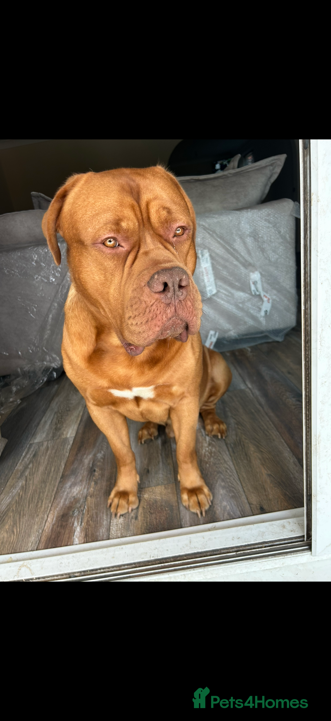 Dogue De Bordeaux dogs for stud: Kenzduo Ultra-Calm KC Registered Dogue de Bordeaux - Advert 1