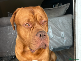 Dogue De Bordeaux dogs Kenzduo Ultra-Calm KC Registered Dogue de Bordeaux - Advert 1