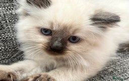 Siberian cats for sale: 🩵🩵Stunning Siberian Neva Masquerade Babies🩵🩵 - Image 14