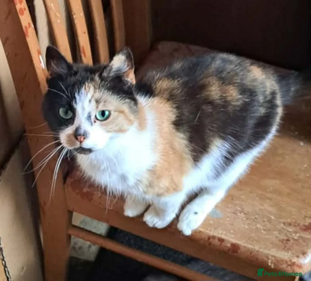Mixed Breed cats for sale: 2 beautiful kittens left 😍  - Advert 2