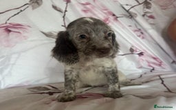 Cocker Spaniel dogs for sale: 7 beautiful cocker spaniel puppies  - Image 10