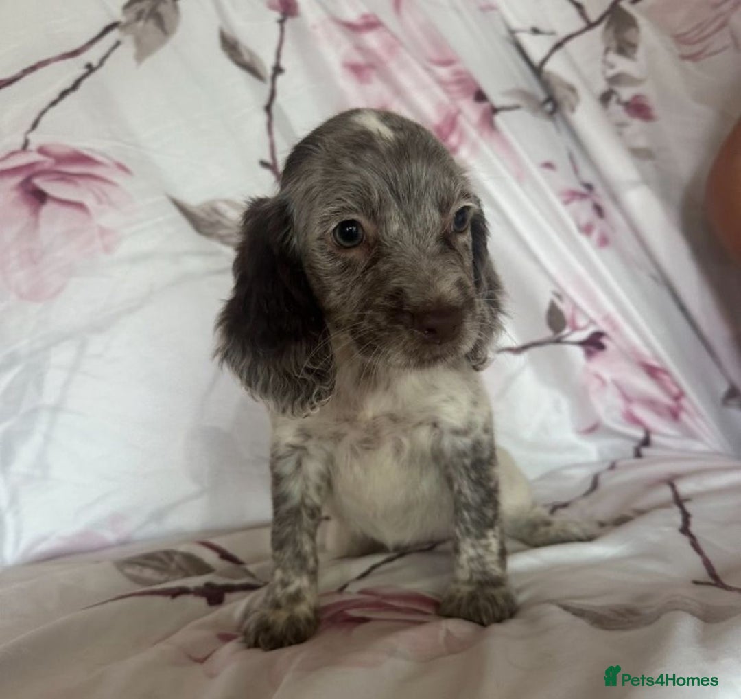Cocker Spaniel dogs for sale: 7 beautiful cocker spaniel puppies  - Image 10