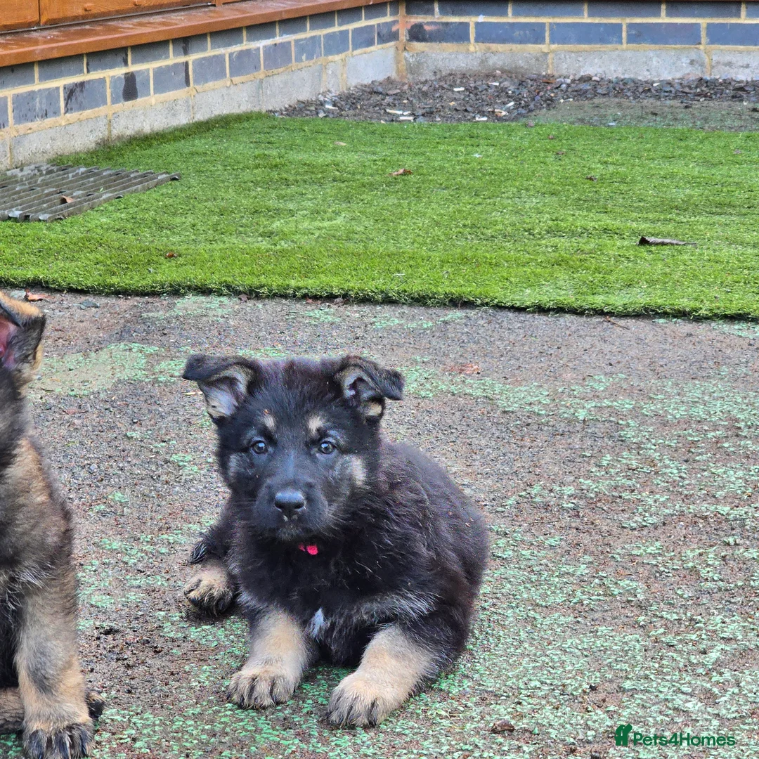 German Shepherd dogs for sale: Outstanding German Shepherd Puppies - Advert 28