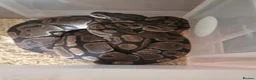 Python Snake reptiles for sale: Ball python collection  in Crewe - Advert 8