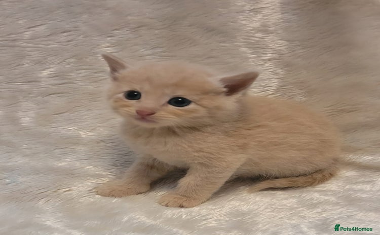 Mixed Breed cats - Advert 6