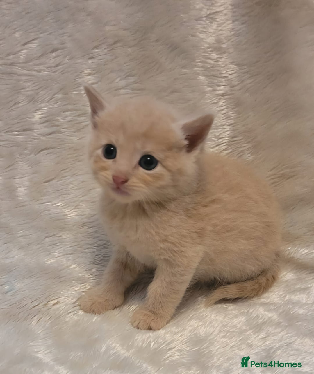 Mixed Breed cats for sale: Gorgeous kittens for sale 😍 💙 ❤️  - Image 1