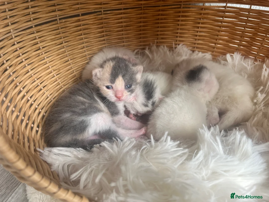 Turkish Angora cats for sale: Beautiful fluffy kittens  in Newnham - Advert 2