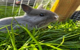 Netherland Dwarf rabbits for sale: Pure neverland dwarf babies  - Image 5