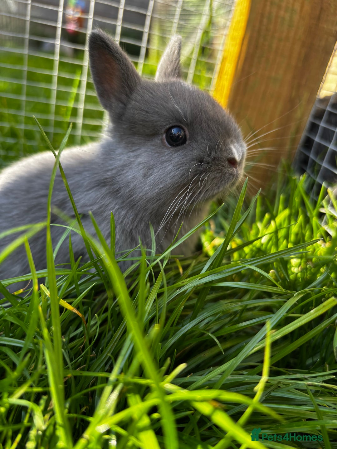 Netherland Dwarf rabbits for sale: Pure neverland dwarf babies  - Image 5