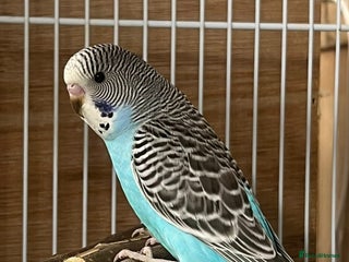 Budgerigars birds Hand Tame Boy Budgie READY NOW - Advert 1