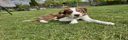 Border Collie dogs for sale: Red, white and tan border collie puppies for sale  in Evesham - Advert 10