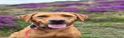 Labrador Retriever dogs for sale: Outstanding Litter of Fox Red Labrador Puppies  in Carmarthen - Advert 9